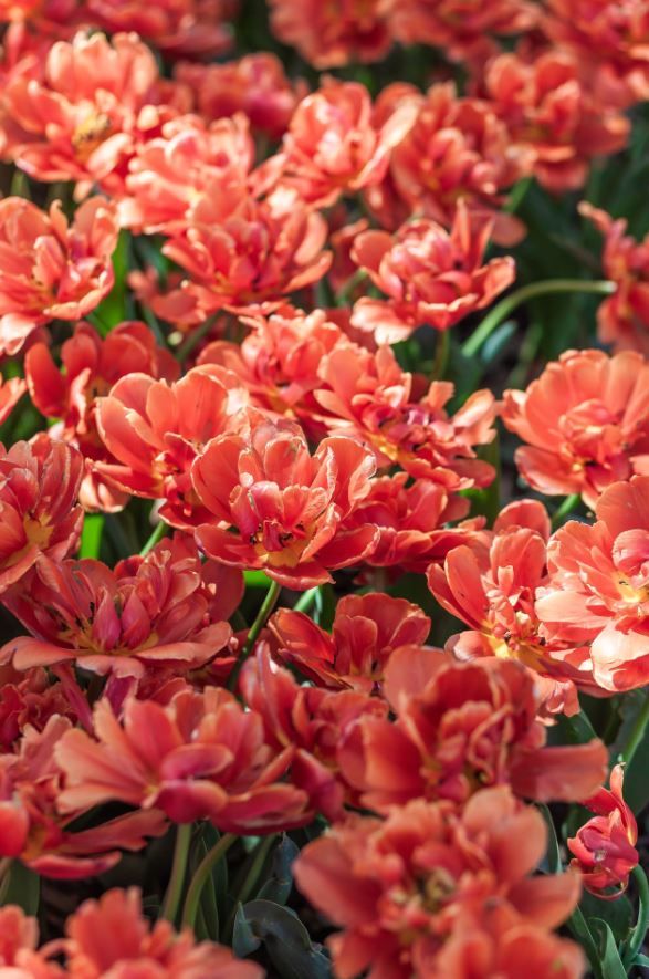 A shallow focus vertical image filled from edge to edge with many-petaled burnt orange tulips. From the bottom of the frame with mostly blurred blooms, the eye travels up through the center of the image where a loose cluster of flowers come into focus, and leads away through the upper heights of the image to faded out of focus flowers.