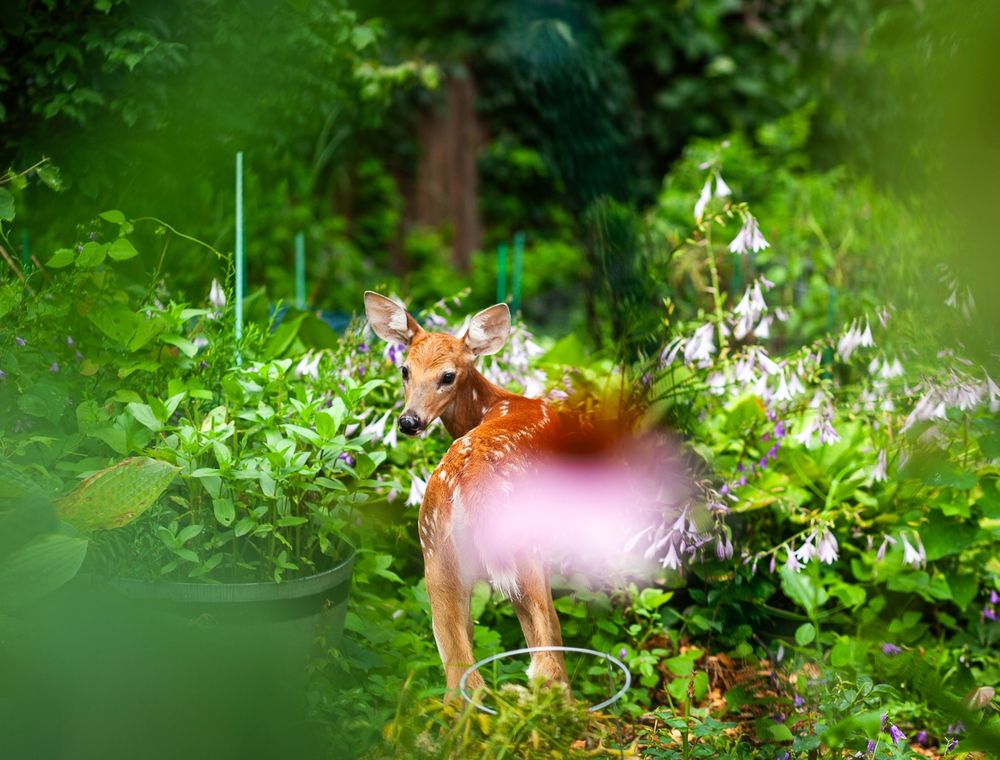 A shallow-focus image set in a garden environment dominated with lush greens and pop of a pale pink of out-of-focus coneflower in the foreground. In the center of the image, slightly obscured on one side by the centered coneflower, a young fawn comes into sharp focus with tiny white spots and large ears. It's body faces away from the viewer, it's head is turned back to make eye contact with the viewer. 
