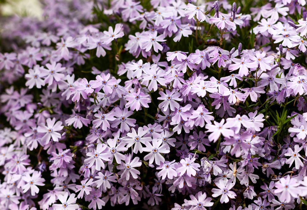 A bright horizontal image filled edge to edge with a pale lavender colored  florets of creeping phlox.