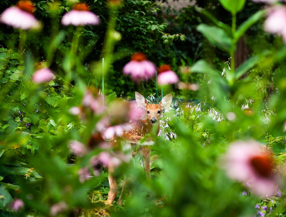 A shallow-focus image set in a garden environment dominated with lush greens and pops of pale purple and pink of out-of-focus coneflower in the foreground. In the center of the image a young fawn comes into focus, with tiny white spots and large ears. It is making eye contact with the viewer. 