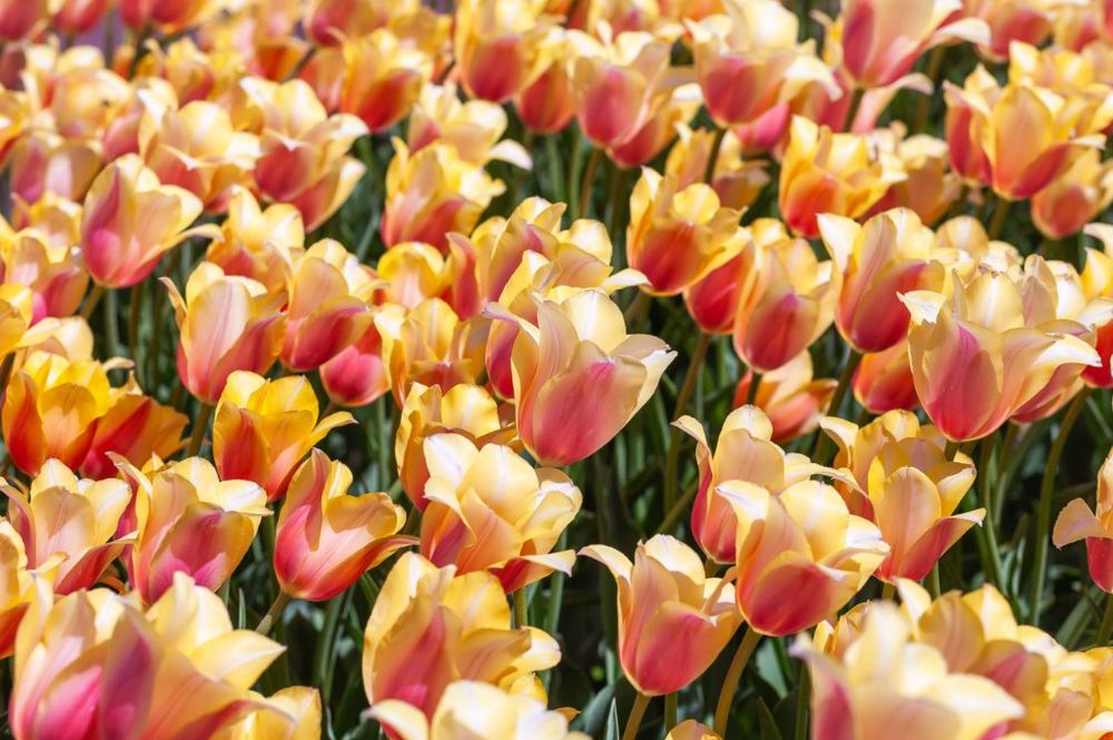 A bright horizontal image filled from edge to edge with buttery yellow tulips streaked with bright pink stretching from the bottom center to top of each petal. The mass planting bends gently away from the camera, seeming to all lean slightly diagonally to the right.