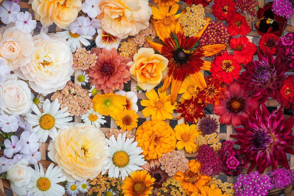 A vertical image full of summer flowers, from a perspective of looking directly down into a shallow wooden basket, just barely seen in the gaps of petals.
In hues of reds, pinks, oranges, apricot, yellows, creams and white, dahlias, yarrow, zinnias, daisies, roses, asters, phlox and rudbeckia fill the basket.