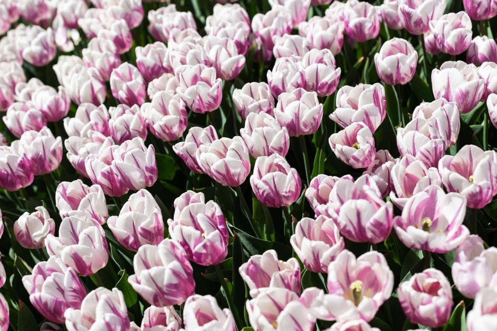 A horizontal image filled from edge to edge with creamy white tulips streaked with rich rose-pink stretching from the center to top of each petal to fan out like brushstrokes. The mass planting bends gently away from the camera, seeming to all lean slightly diagonally to the left.