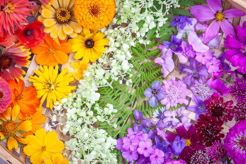 A vertical image full of summer flowers, from a perspective of looking directly down into a shallow wooden basket, just barely seen in the gaps of petals.
In order of the colors of the rainbow, reds, oranges, yellows, green, blues, and purples, a variety of  zinnias, hydrangea, cosmos, clematis, phlox, a fern and rudbeckia fill the basket.