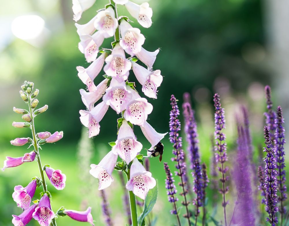 A horizontal shallow focus garden image in tones of soft pastels. In the center of the image a stem of pale pink foxglove extends from the bottom of the frame to the top of the frame, flanked by purple foxglove on the left and spires of dark purple catmint to the right. Perched partway in the middle stem's bell shaped flowers, an American Bumblebee (bombus pensylvanicus) rests.