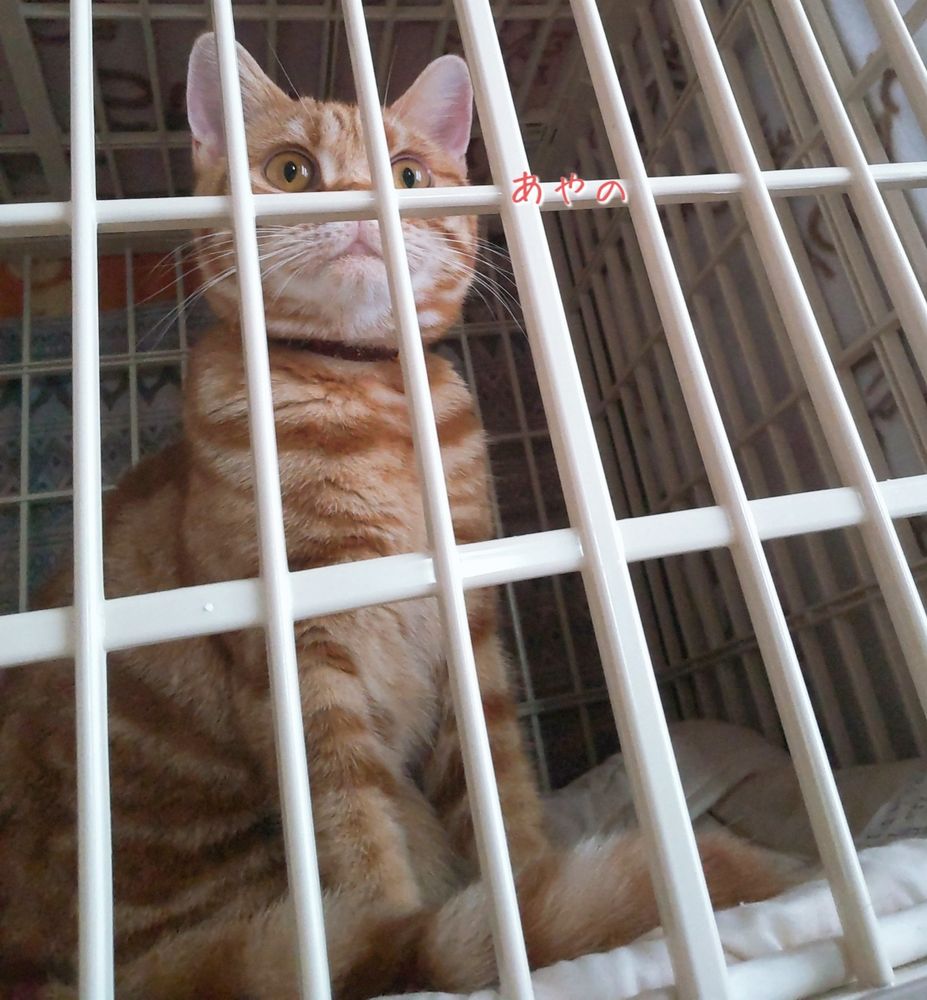 猫 猫好き 猫部 スコティッシュフォールド 子猫 cat