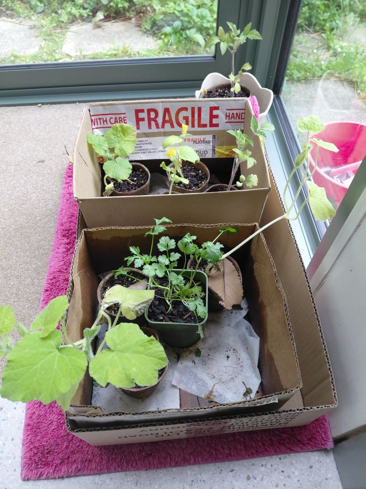 Some seedlings getting light & sun while inside 2xtomatoes, cucumber,  pumpkin, coriander 