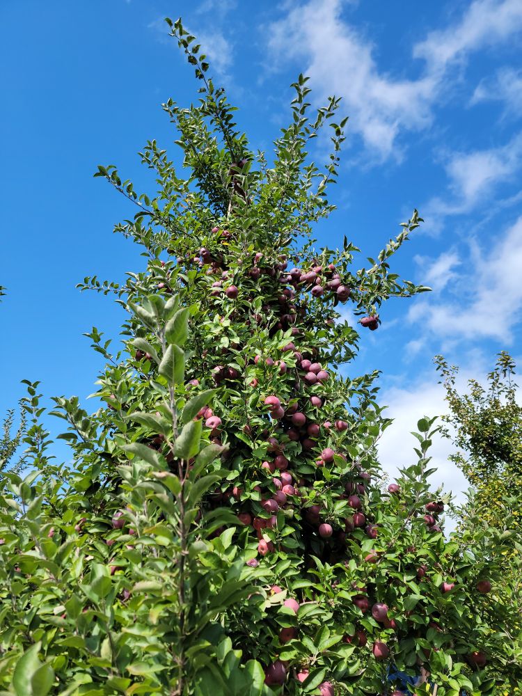 A giant apple tree with much to offer