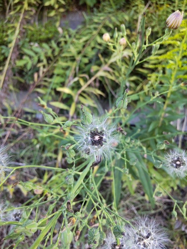 白い綿毛のついた種が密集している。