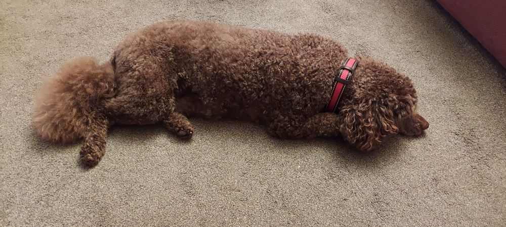 A brown poodle lying calmly on the floor despite the fireworks outside. 