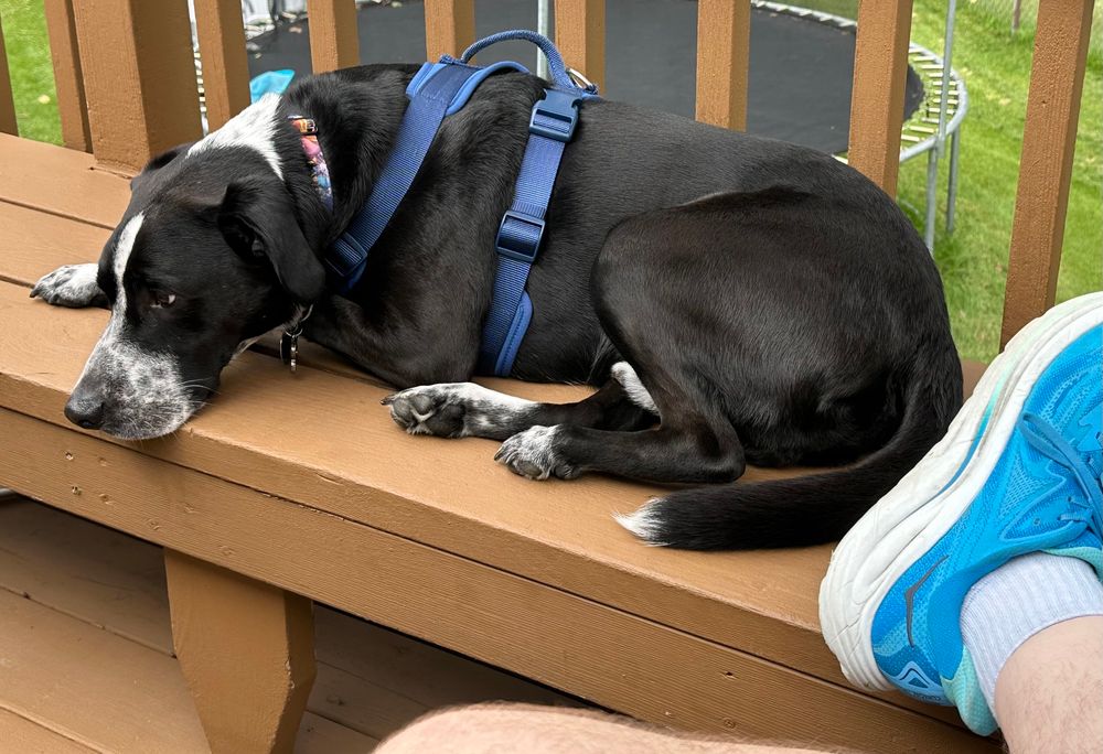 A black lab mix relaxing on a bench on his deck so he can be just a little higher when he hears something. 