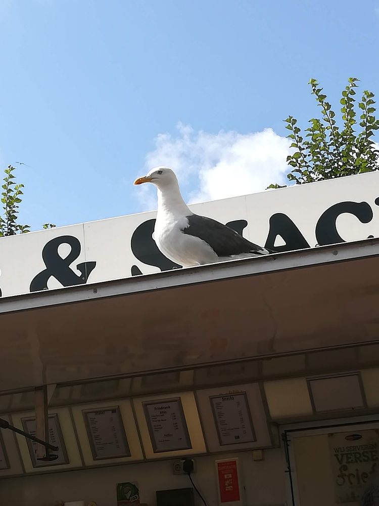 Möwe sitzt auf dem Dachvorsprung einer Imbissbude. 
