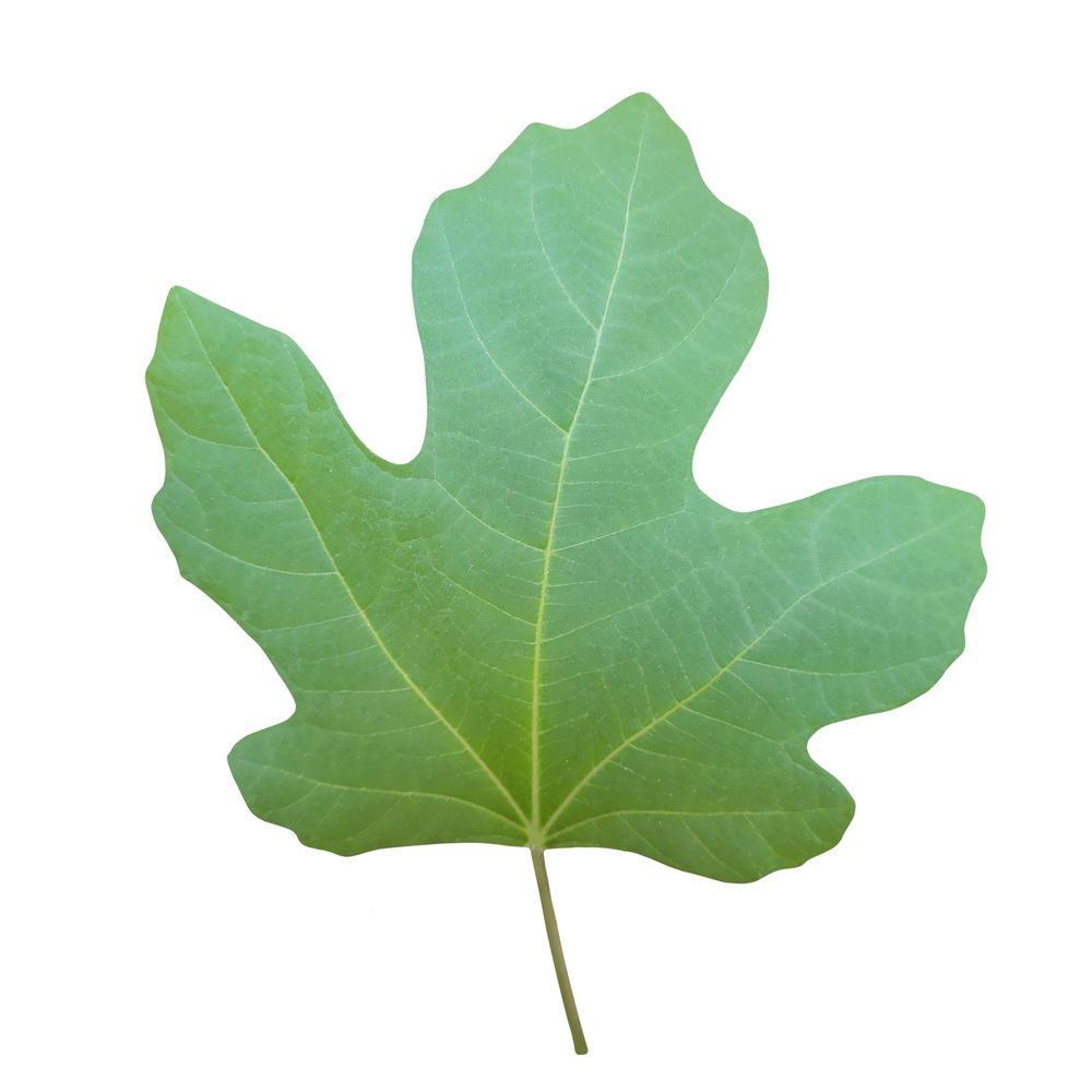 Comment image