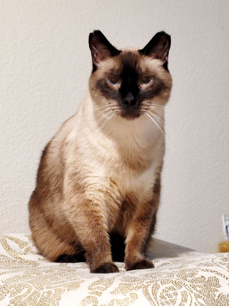 Kiddo the balinese cat is sitting on a white and gold blanket. He is very proud of himself.