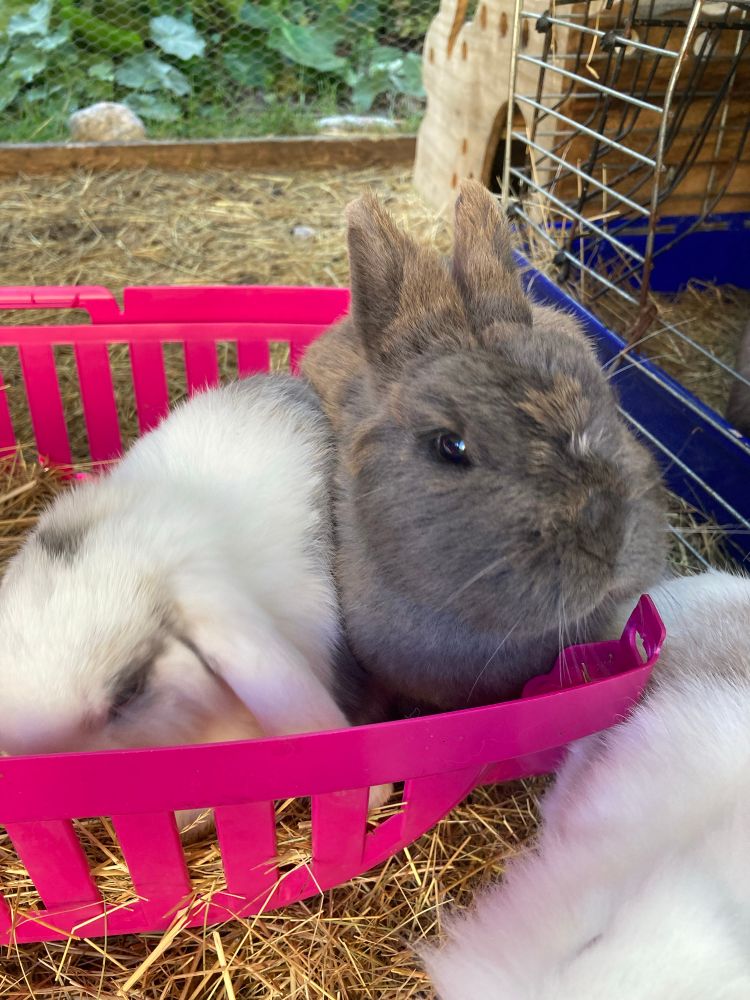 Dois coelhos, um coelho cinza anão e um Teddy  Lop branco com manchas cinzas  pelo corpo. Os dois numa caixinha rosa