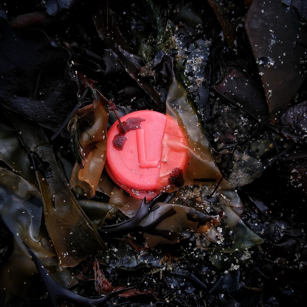 Orange smarties lid lying among dark black and green-brown seaweed. It has the letter L embossed on it