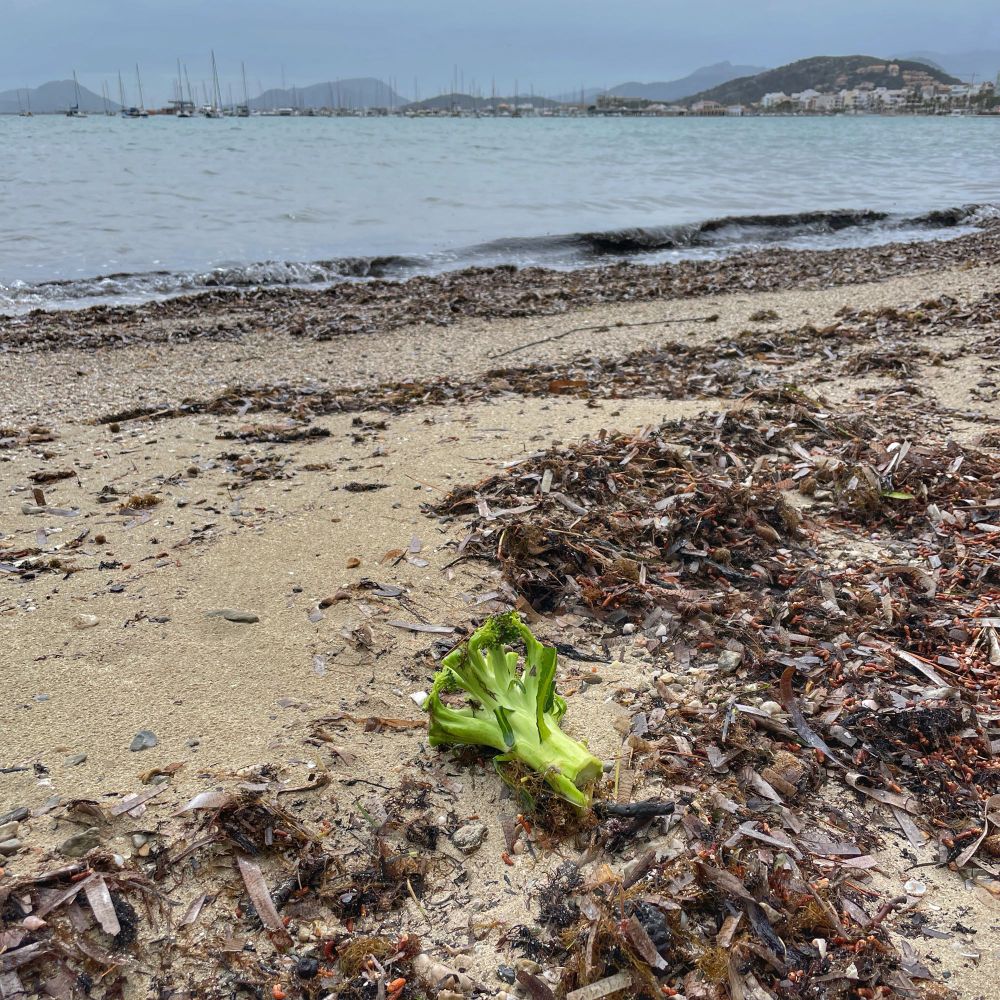 A stem of green broccoli lying among dark seaweed on a sandy beach -blue sky and distant hills and mountains beyond