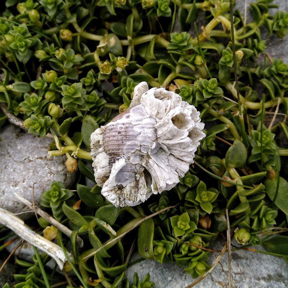 A large brown-white ridged dog whelk shell almost entirely obscured by empty white barnacle shells. It rests on a dark green sea-side succulent plants and smooth grey rocks