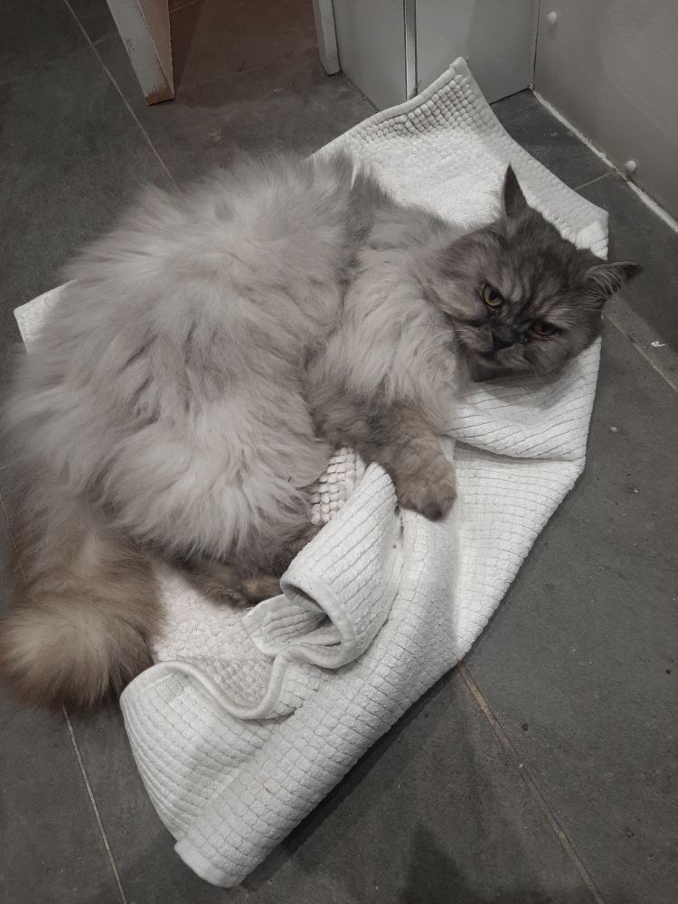 Babyface, my cat, kicking fuck out of the bathmat bc he hates it for reasons