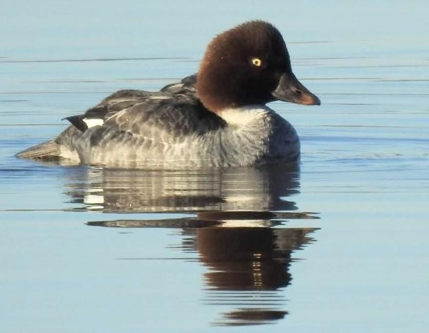 A female Common Goldeneye. Occoquan Bay NWR, Woodbridge, VA. 22 February 2025.