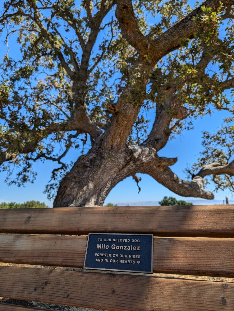 Bench in front of an oak tree with a plaque that reads "To our beloved dog Milo Gonzalez. Forever on our hikes and in our hearts"