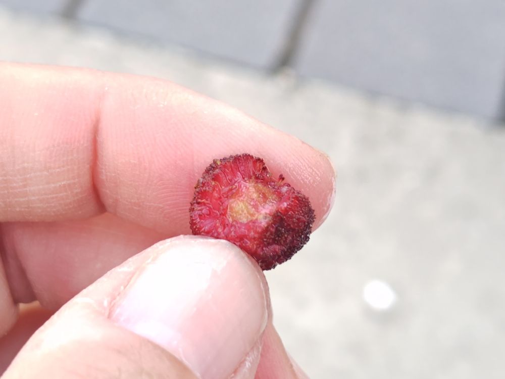 ヤマモモの実をかじったところ。赤い実の中に黄色い大きな種が一個見えている。