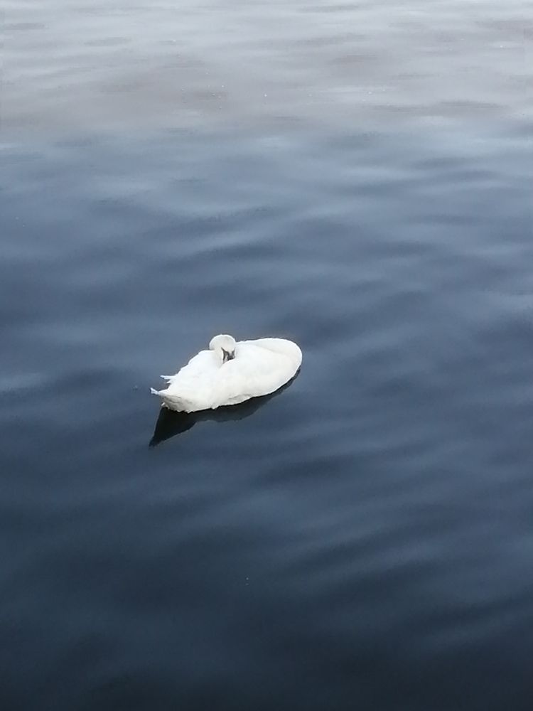 A swan sleeping on the river Irwell 