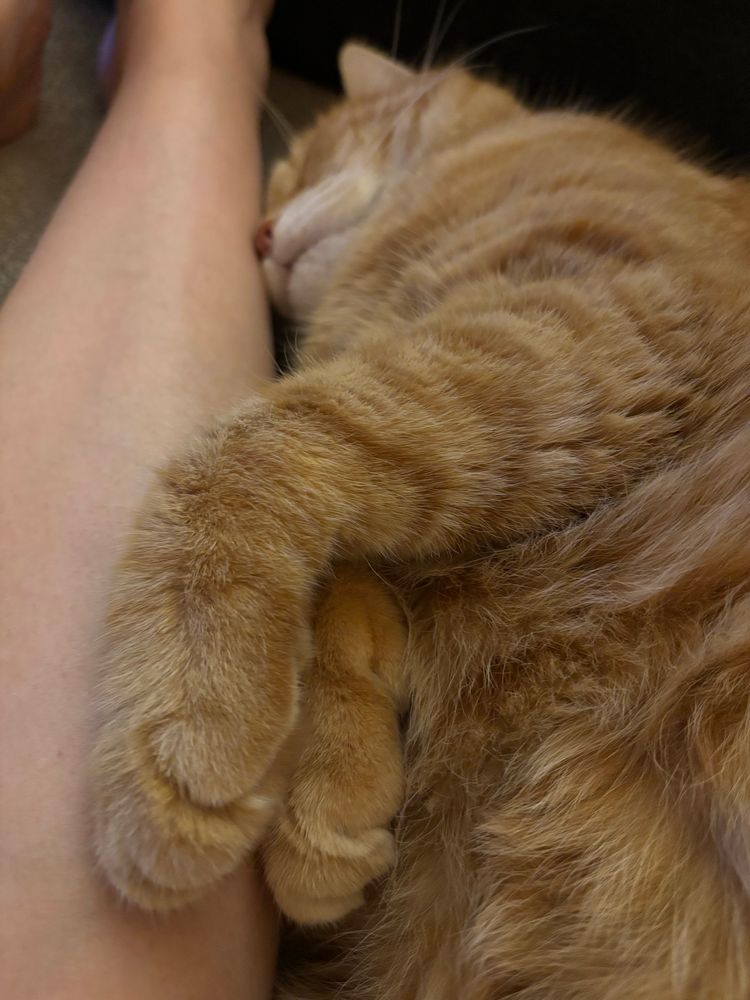 An orange tabby cat rests his face against a pale skinned human’s leg, his eyes blissfully closed. His paws are seen in the foreground, gently crossed. This is the picture of temporary cat contentment. He is furry. You feel compelled to pet his furry belly. He allows this, briefly. 