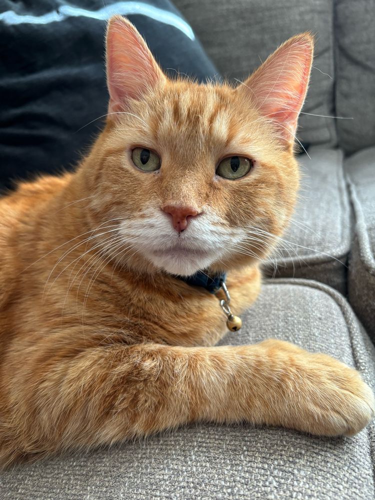 Orange tabby polydactyl cat laying on grey sofa. He has one right paw outstretched. He is turned toward the camera, looking slightly to the left of frame. His expression carries the duality of patience with the human is is making squeaky noises to get his attention mixed with the vague hope the human will press the button on the feeder. 