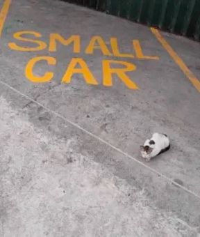 park your car. park it. right now. park it again if you need to. just make sure to park it. park it. park it NOW. park YOUR CAR. park YOUR SMALL CAR.