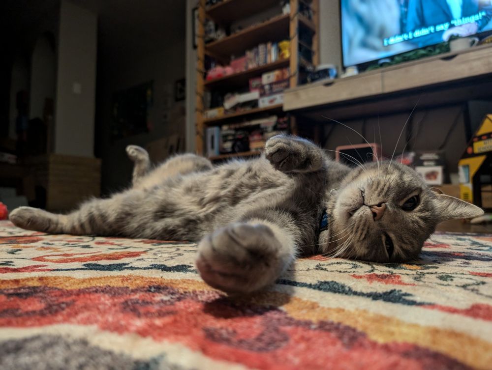 Grey tabby cat on his back showing belly. One paw reaching towards the camera, squinty eyes, and fangs poking out. 