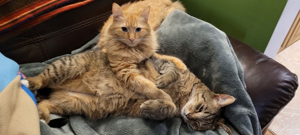 A fat tan tabby with black stripes is sprawled on his back on a giant pile of blankets on a recliner chair in a half sleep daze. You can see his numerous faint black belly spots. Claiming him and on top of him is an orange female tabby lying on her belly with her paws caressing her best friend. The orange tabby is looking proudly into the camera signifying her control over her property. 