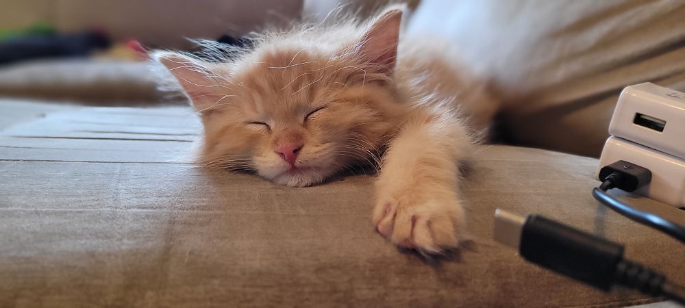 A fluffy orange kitten with a pink nose and white fur around her mouth is passed out with her chin resting on a couch. Her right front paw is outstretched and inches away from a USB charging cable. It appears as if she ran out of power before reaching the charging cable. 