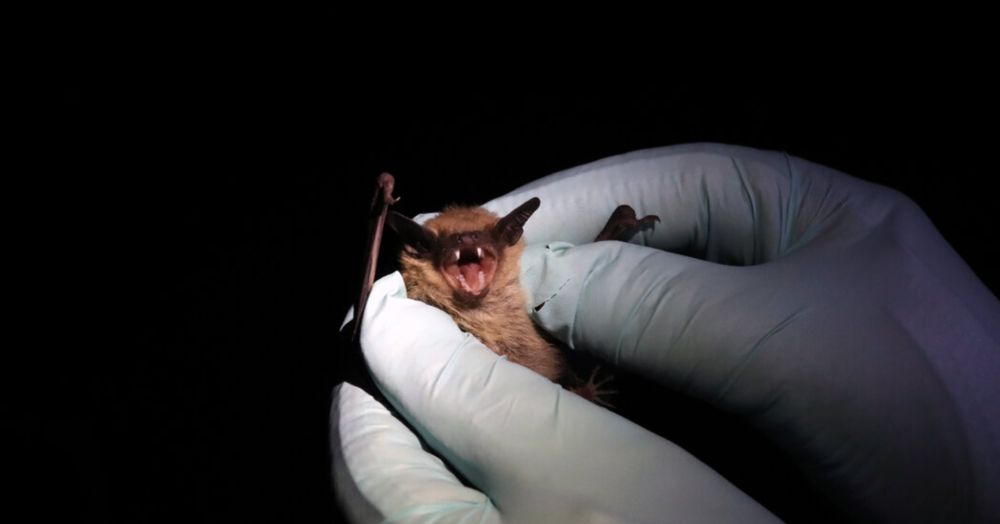 Patient Exposed to Bat in Minnesota Dies From Rabies, Officials Say