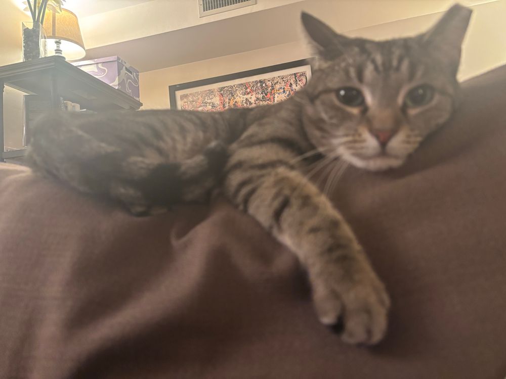 A cat laying on a couch 