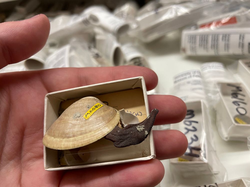 Clam with foot still attached 