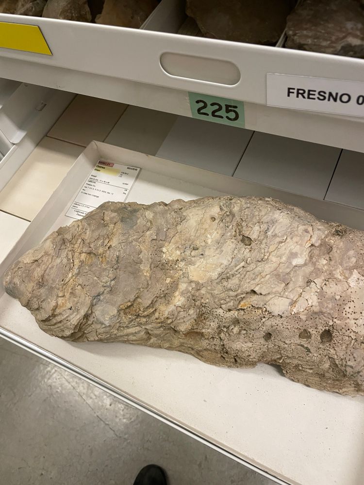 Giant oyster shell with drill holes

