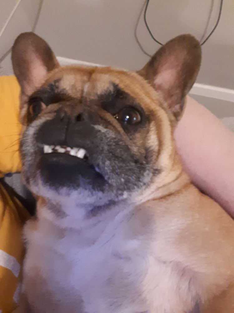 Bruce and his teeth