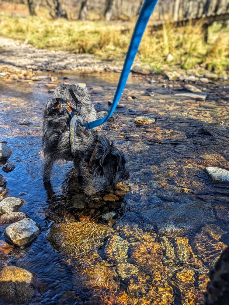 CaniBiking with Bobbie the Labradoodle in the Cairngorms National Park in Scotland. She's taking a breather and having a drink in a ford on a rough track. 