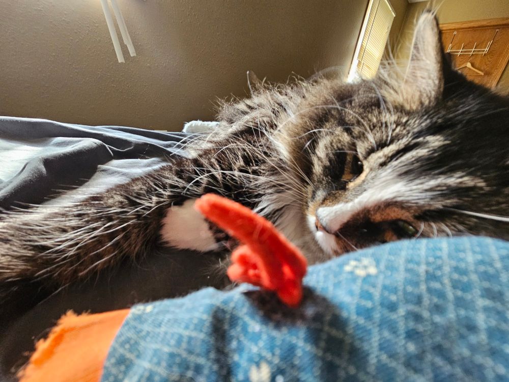 Sleepy soft Tony stares at quilt yarn. TOY?