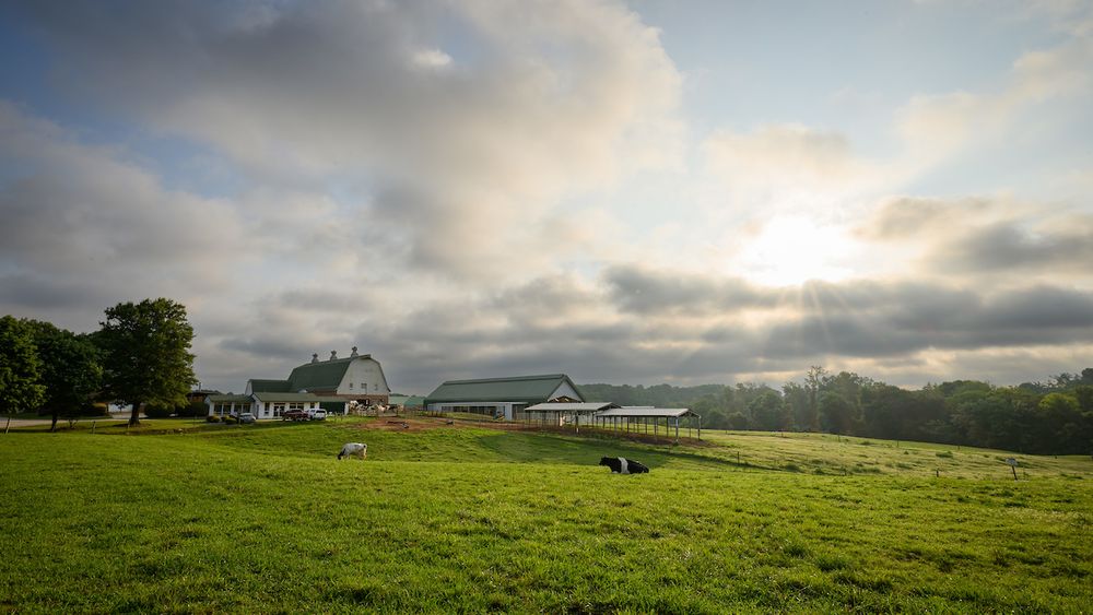 A large green grass field rolls into a white and gray barn off in the distance. Two cows graze in the field while the sun peeks out from a light layer of clouds covering an otherwise blue sky