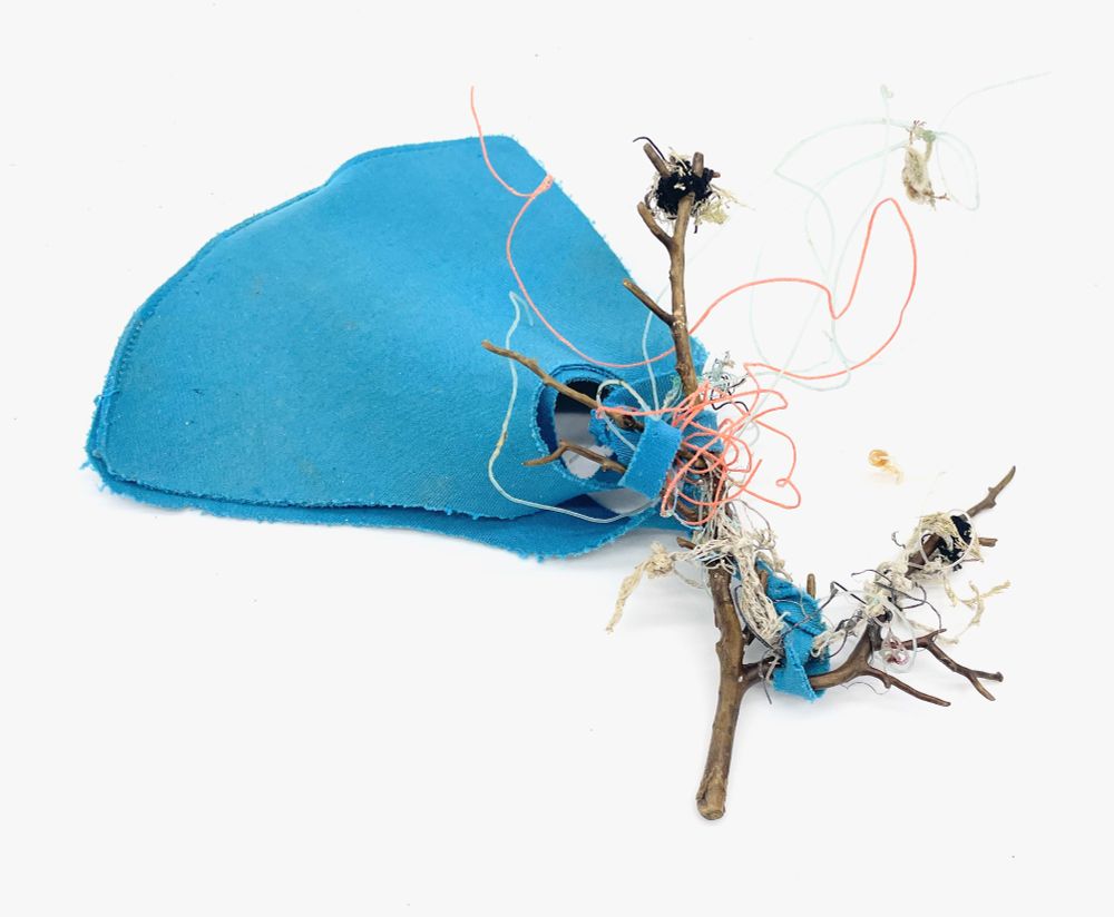 Pink sea fan photographed on a white background. Among the debris attached to it is a blue covid mask. 