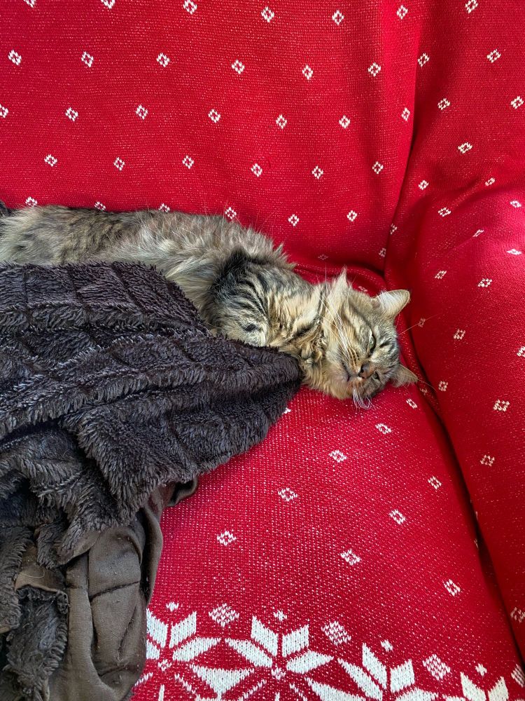 Cute cat fell asleep on the chair covered with Christmas blanket. 