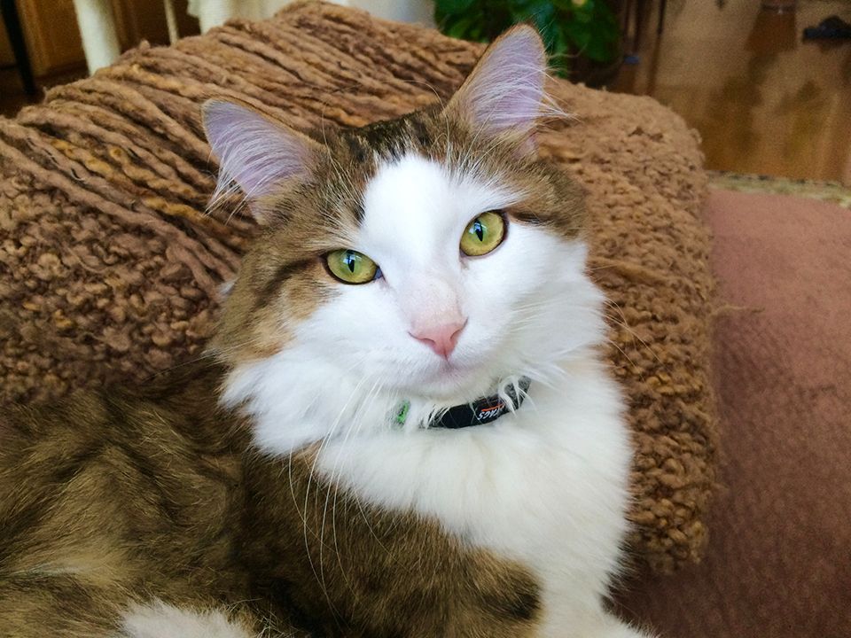 That collar lasted exactly two weeks until Yuri wriggled out of it. We don't let him outside, obviously. #Caturday #catsofbluesky #cats