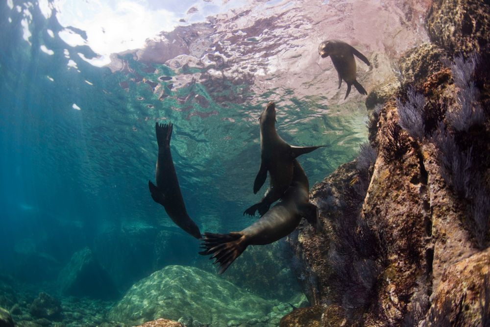 Underwater image of three playful sea lions with rays of sunshine illuminating the background. 

Photo by Andy Casagrande/Ocean Image Bank