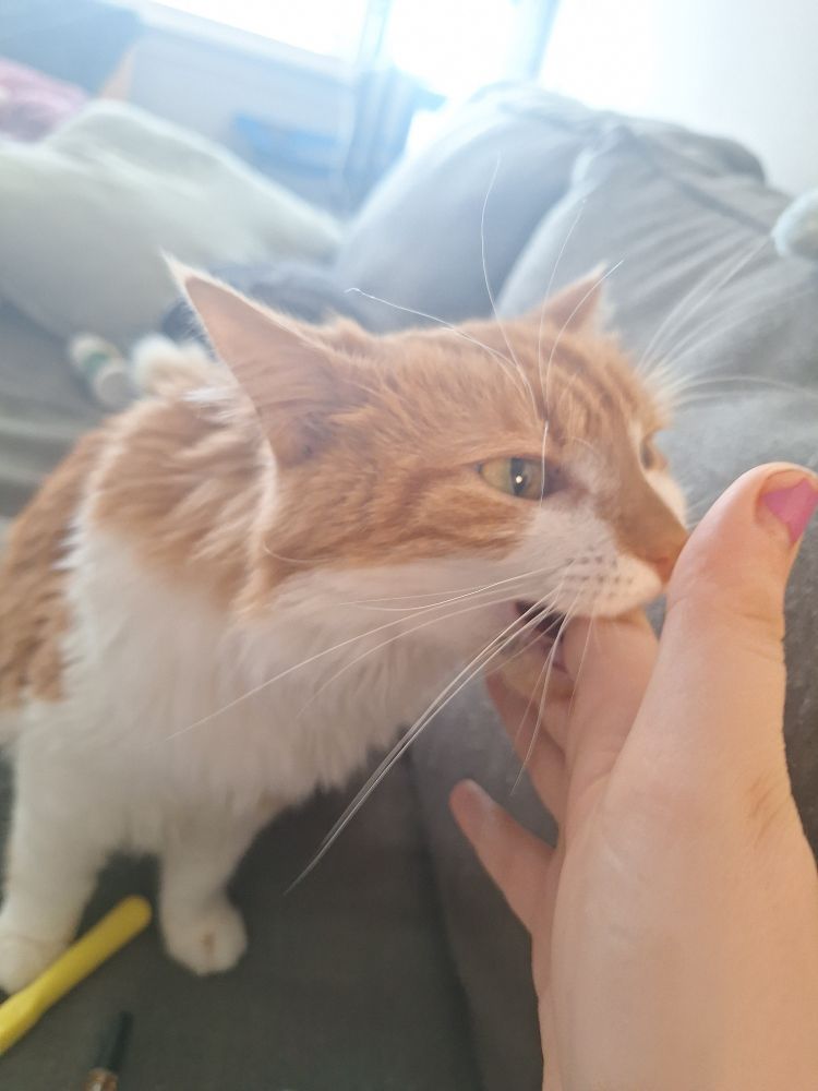 my fluffy orange and white cat biting the fuck out of my hand