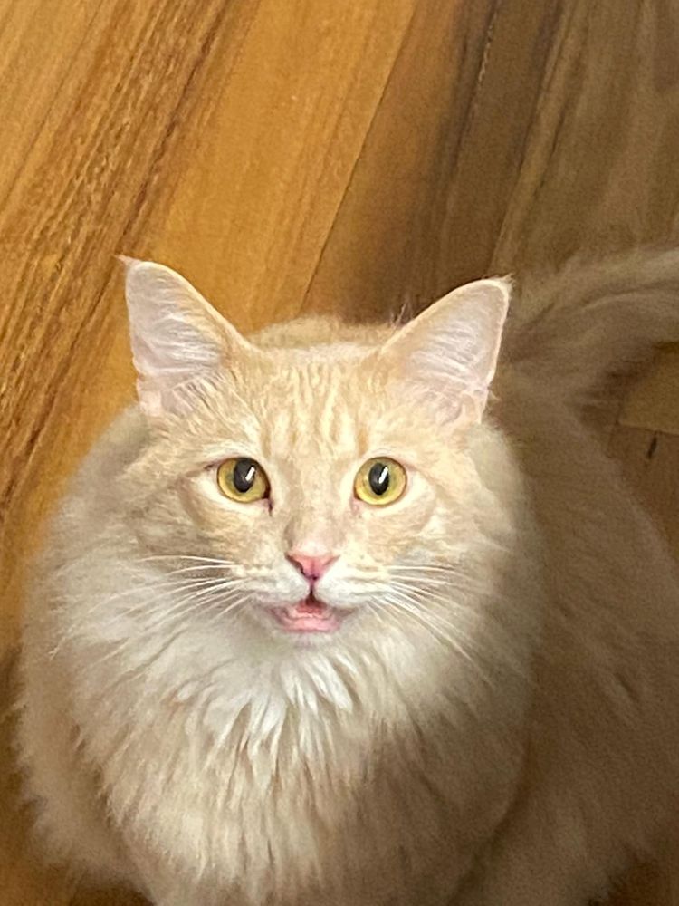 Jones, a fluffy and adorable ginger cat meowing for food