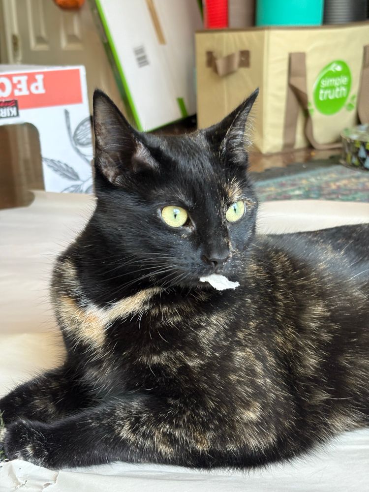 Image of a tortoise shell cat who has a small, white piece of a cat toy sticking out of her mouth. She looks like she’s sticking her tongue out. 