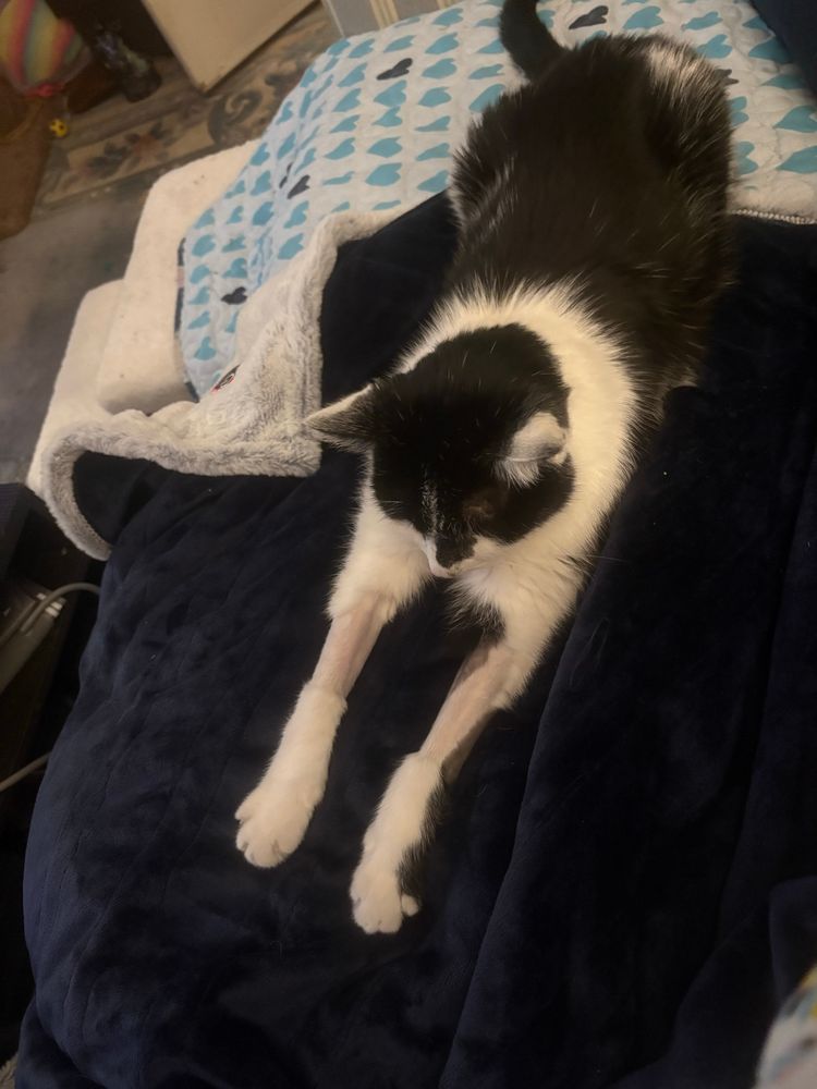 Black and white cat laying with his front legs stretched out in front of him. There are placed places on each foreleg which make it look like he’s wearing furry boots. 