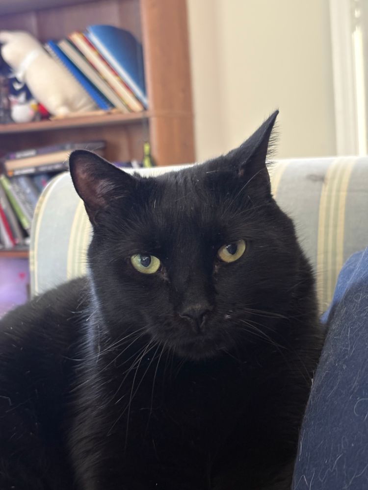 Black cat with a yellow eyes and white beauty mark on the left side of his face (right side in the pic) stares intently at the camera. He knows he can get away with anything—even being a jerk to the other cats. 